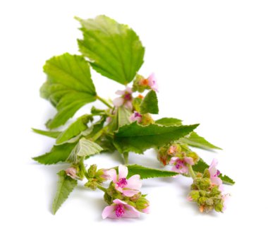 Althea officinalis çiçekler beyaz arka plan izole