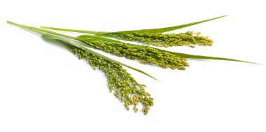 Panicum veya panicgrass beyaz arka plan üzerinde izole.