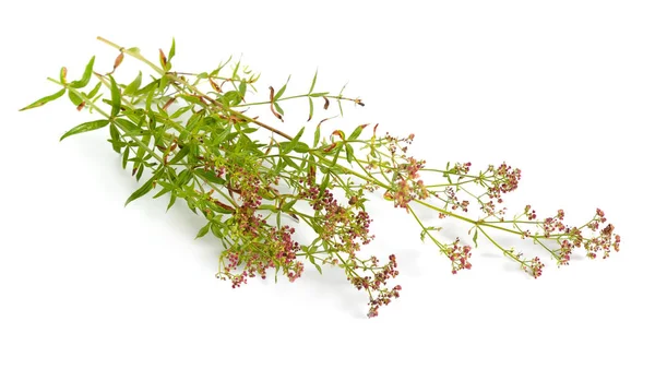 Galium veya yatak samanı. Beyaz arka planda yalıtılmış