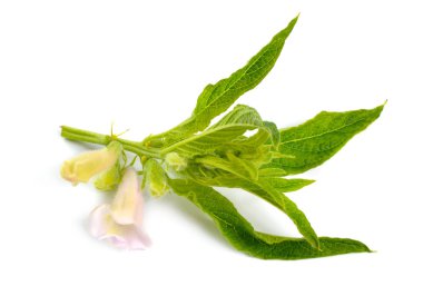 Beyaz arka plan üzerinde izole çiçeklerile susam bitki