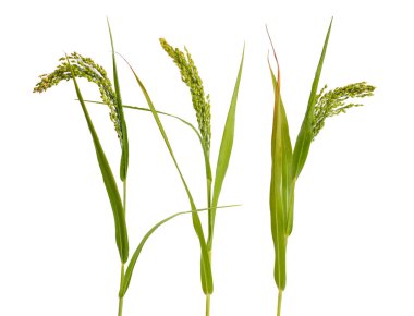 Panicum veya panicgrass beyaz arka plan üzerinde izole.