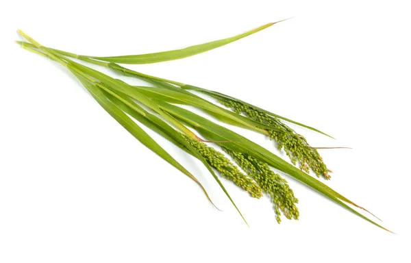 Panicum veya panicgrass beyaz arka plan üzerinde izole. — Stok fotoğraf