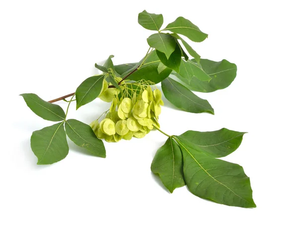 Ptelea trifoliata, comúnmente conocida como hoptree común, ceniza de oblea, ceniza apestosa y arbusto de zorrillo. Aislado sobre blanco —  Fotos de Stock