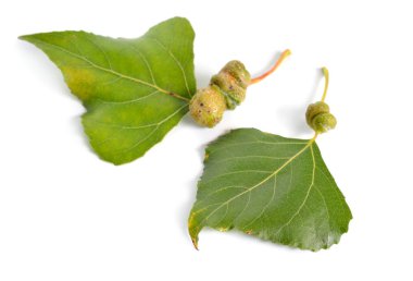 Populus veya aspen, Galls ile cottonwood leawes. Beyaz arka planda yalıtılmış