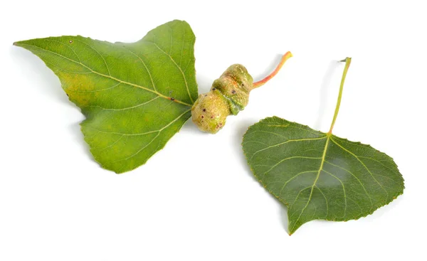 Populus ou álamo, folhas de algodão com galhas. Isolado sobre fundo branco — Fotografia de Stock