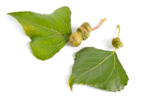 Populus lub Aspen, Cottonwood leawes z galls. Izolowane na białym tle — Zdjęcie stockowe