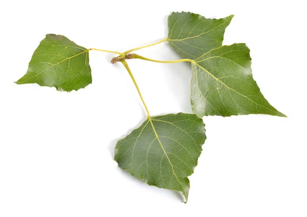 Populus o álamo, hojas de algodon Aislado sobre fondo blanco —  Fotos de Stock