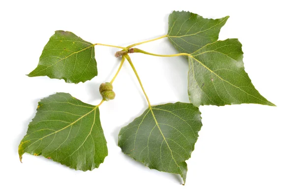 Populus ou álamo, folhas de algodão Isoladas sobre fundo branco — Fotografia de Stock