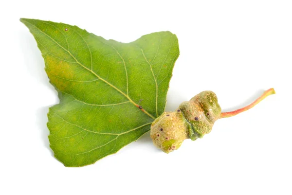 Populus oder Espe, Baumwollblätter mit Gallen. isoliert auf weißem Hintergrund — Stockfoto