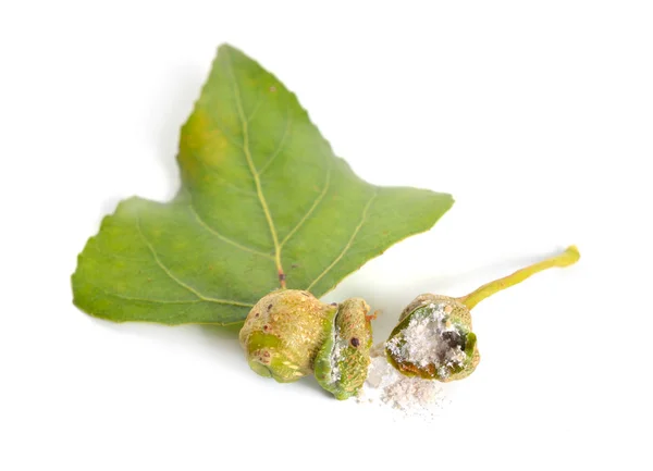 Populus o álamo, leawes de algodon con agallas. Aislado sobre fondo blanco —  Fotos de Stock