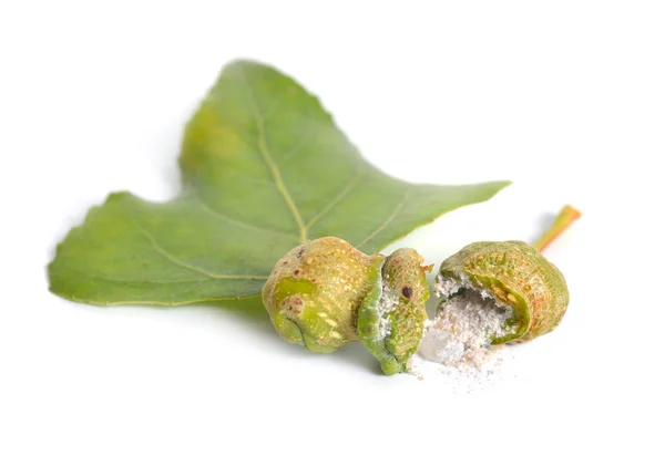 Populus eller Aspen, Cottonwood leawes med galls. Isolerad på vit bakgrund — Stockfoto