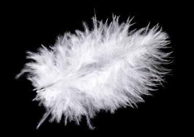 Siyah arka planda izole renkli devekuşu tüyü