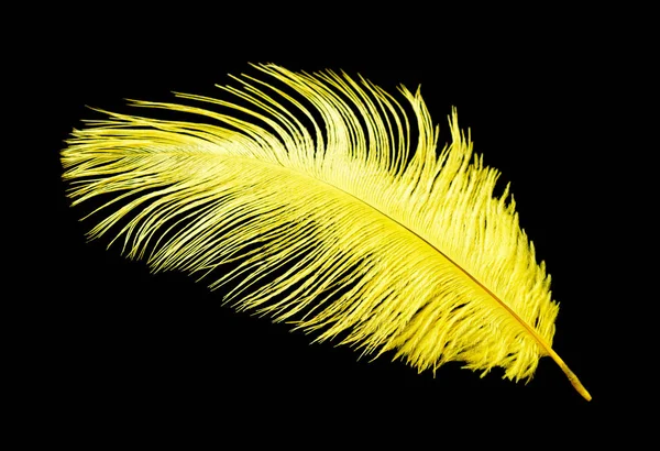 Colored ostrich feather isolated on black background — Stock Photo, Image