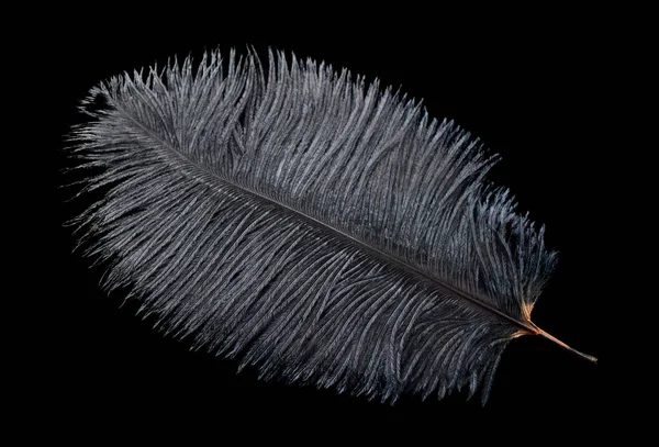 黒いダチョウの羽は黒い背景に隔離された — ストック写真