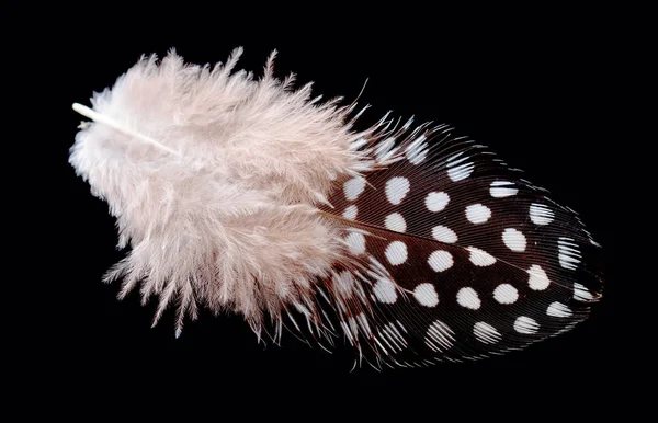 Pluma de pájaro de color aislada sobre fondo negro —  Fotos de Stock