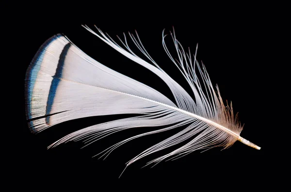 黒い背景に隔離された色の鳥の羽 — ストック写真