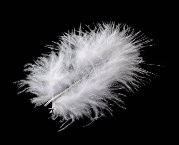 흰 새 깃털 검은 배경에 고립 — 스톡 사진