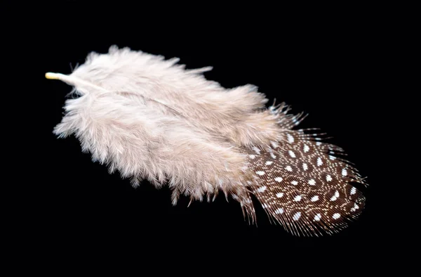 Pluma de pájaro de color aislada sobre fondo negro — Foto de Stock