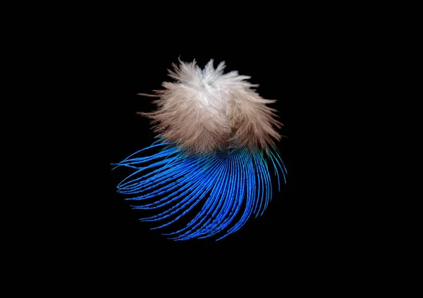 Кольорове пташине перо ізольовано на чорному тлі — стокове фото