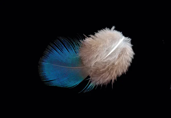 Colored bird feather isolated on black background — Stock Photo, Image