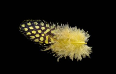 Siyah arka planda izole edilmiş renkli kuş tüyü