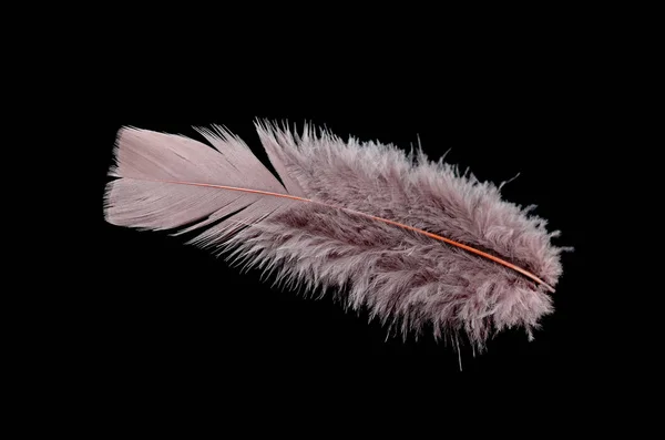 Кольорове пташине перо ізольовано на чорному тлі — стокове фото