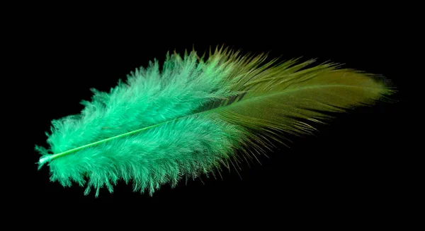 Colored bird feather isolated on black background — Stock Photo, Image