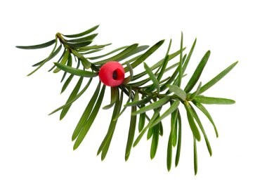 Taxus baccata, porsuk, İngiliz porsuğu ya da Avrupa porsuğu olarak bilinir. Beyaz arkaplanda izole