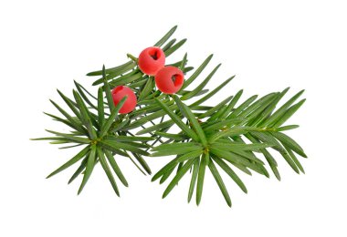 Taxus baccata, porsuk, İngiliz porsuğu ya da Avrupa porsuğu olarak bilinir. Beyaz arkaplanda izole
