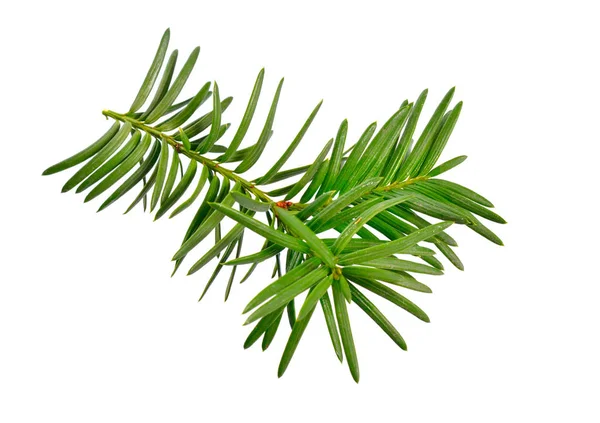 Taxus baccata bekend als taxus, Engelse taxus of Europese taxus. Geïsoleerd op witte achtergrond — Stockfoto