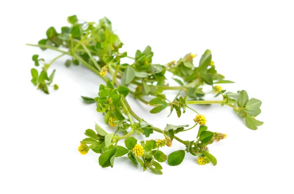 Trifolium dubium, de mindere klaverblad, zuigende klaver of weinig hop klaver of minder hop trefoil. geïsoleerd — Stockfoto