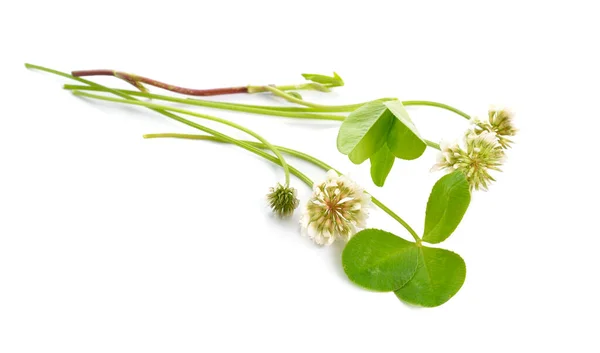 Το Trifolium repens, το λευκό τριφύλλι επίσης γνωστό ως ολλανδικό τριφύλλι, τριφύλλι Ladino ή Ladino. Μεμονωμένα — Φωτογραφία Αρχείου