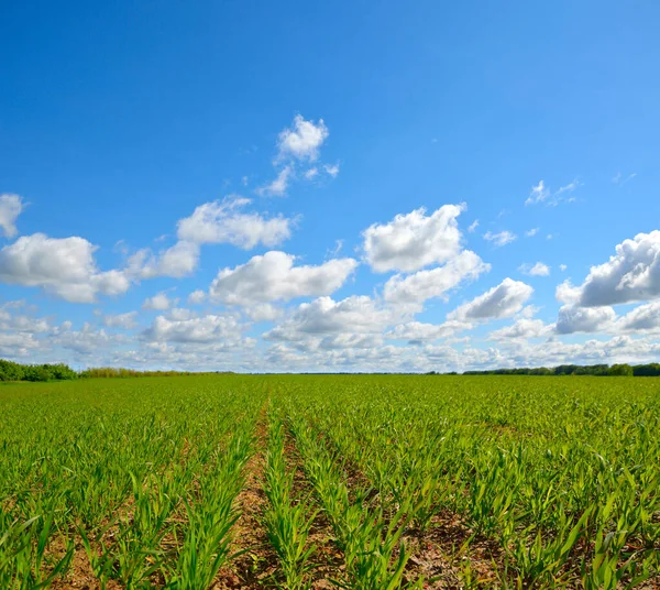 Campo con brotes de trigo. Hermoso cielo nublado — Foto de Stock