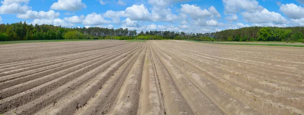 Campo con patatas plantadas. Hermoso cielo nublado — Foto de Stock