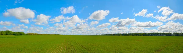 Campo Con Brotes Trigo Hermoso Cielo Nublado Panorama — Foto de Stock