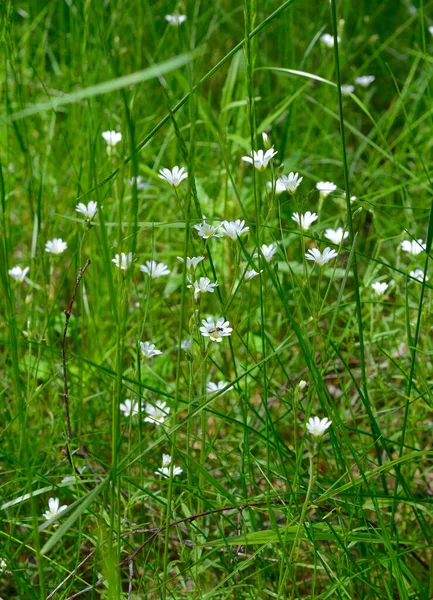 Cerastium fontanum, also called mouse-ear chickweed, common mouse-ear, or starweed