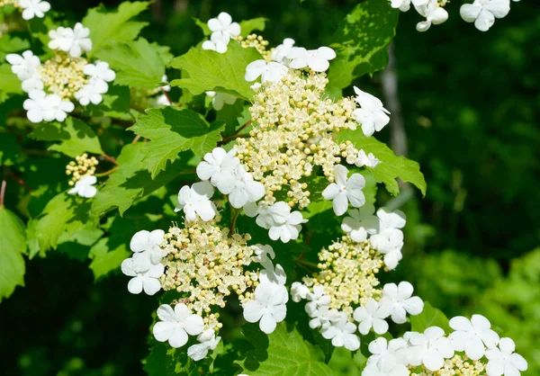 Fleurs Viburnum Opulus Guelder Rose Guelder Rose — Photo