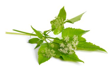 Aegopodium podagraria or ground elder, herb gerard, bishop's weed, goutweed, gout wort, and snow-in-the-mountain English masterwort and wild masterwort. Isolated. clipart