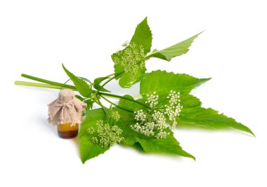 Aegopodyum podagraria ya da toprak büyüğü, ot gerard, piskopos otu, gutweed, gut otu, ve dağdaki kar tanesi İngiliz üstadı ve vahşi bir usta. İzole edilmiş.