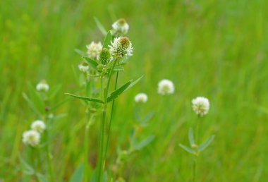 Çiçekler Trifolium montanum, çayırdaki dağ yoncası.