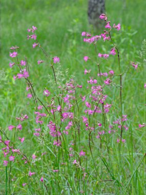 Silene viscaria, yapışkan catchfly veya yapışkan campion.
