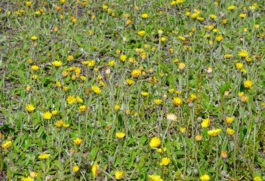 Pilosella officinarum, eş anlamlısı Hiyeracium pilosella, fare kulaklı şahin otu olarak bilinir..
