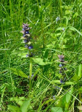 Ajuga sürüngenleri veya borazanlar, mavi bugleherb, bugleweed, havyar, halı bugleweed St. Lawrence bitkisi.