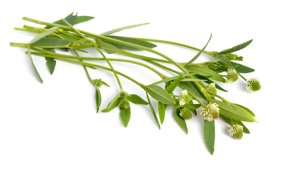 Trifolium Montanum Horský Jetel Izolováno Bílém Pozadí — Stock fotografie