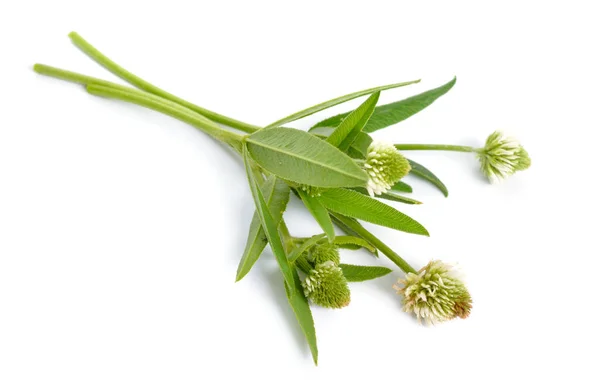 Trifolium Montanum Горный Клевер Изолированный Белом Фоне — стоковое фото