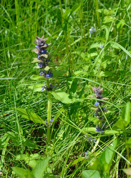 Ajuga Reptans Bugle Blue Bugle Bugleherb Bugleweed Carpetweed Carpet Bugleweed — Stock Photo, Image