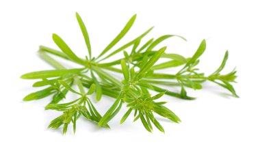 Galium aparine ya da clivers, bedstraw, Goosegrass, catchweed, stickyweed, stickybud stickyback robin-run the-the-bush sticky willow stickeljack stickeljack sticky grass.