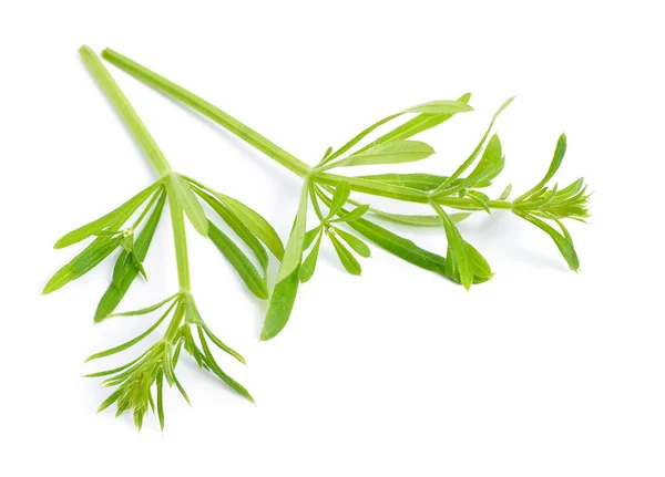 Galium Aparine Oder Clivers Bettstroh Stachelgras Catchweed Stickyweed Stickybud Stickyback — Stockfoto