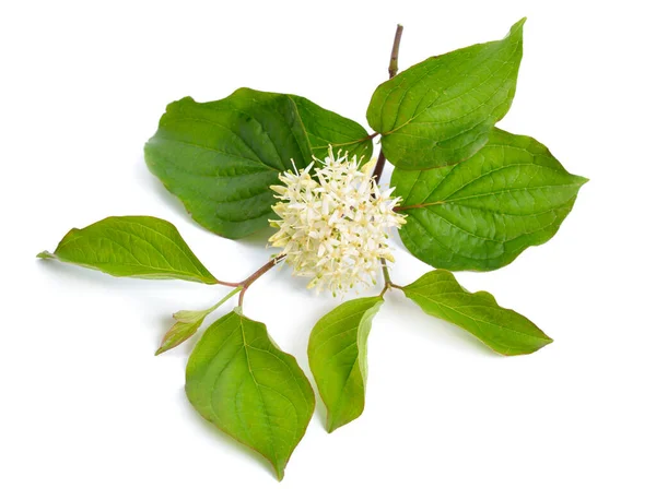 Cornus Sanguinea Cornejo Común Cornejo Sangriento Flores Aisladas — Foto de Stock