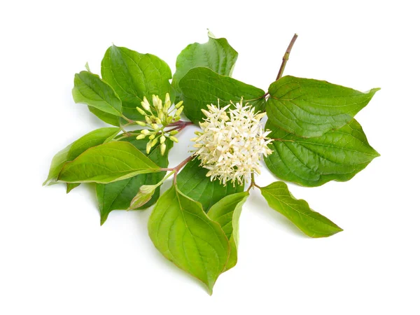 Cornus Sanguinea Het Gewone Dogwood Bloederige Dogwood Bloemen Geïsoleerd — Stockfoto